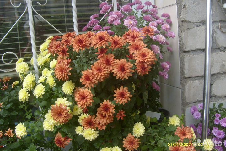 Мини Хризантемы-мультифлора