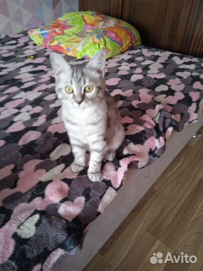 Котенок