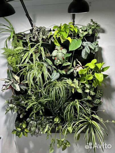 Фитостена, комнатные растения