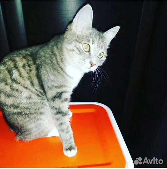 Кошечка Лили