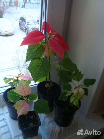 Пуансетия, плющ