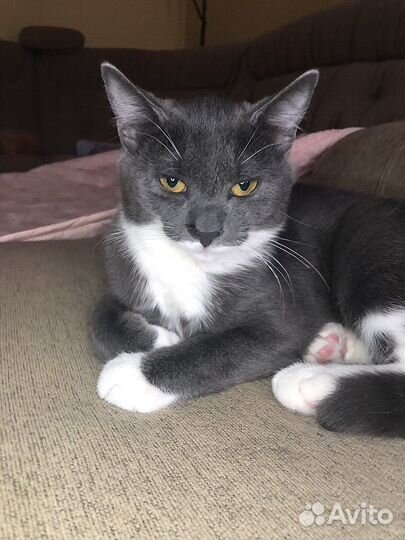 Русская голубая метис