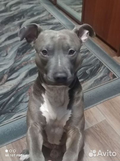 Стаффордширский терьер вязка