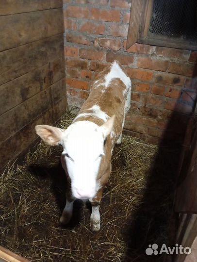 Тёлочка 2месяца