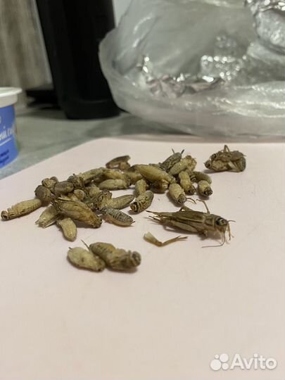 Сверчки домовые, заморозка (предимаго)