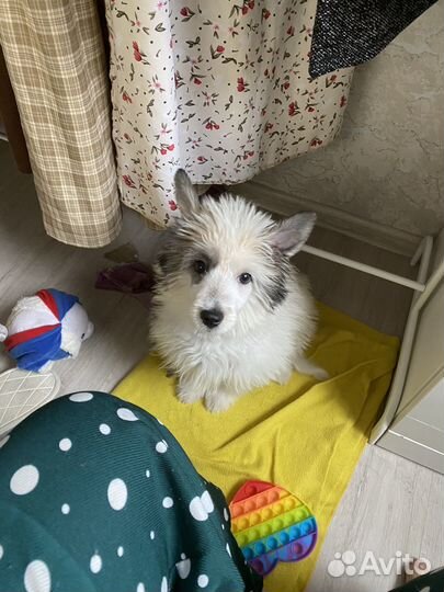 Девочка пушистик