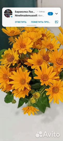 Флоксы саженцы