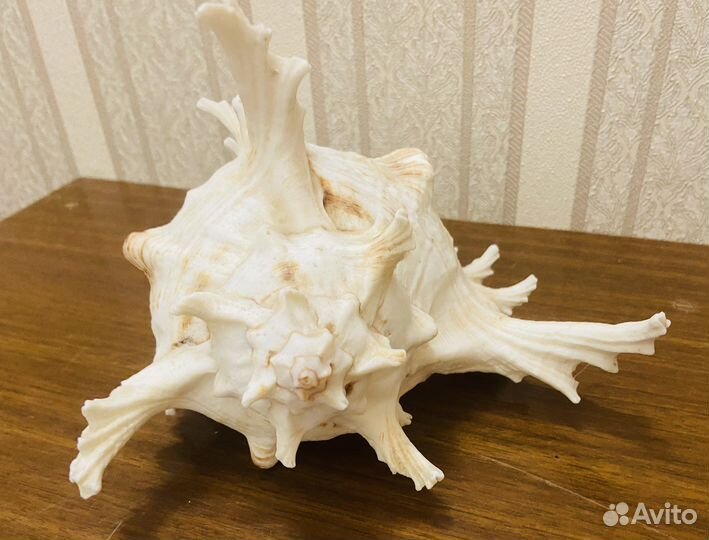 Ракушка океаническая