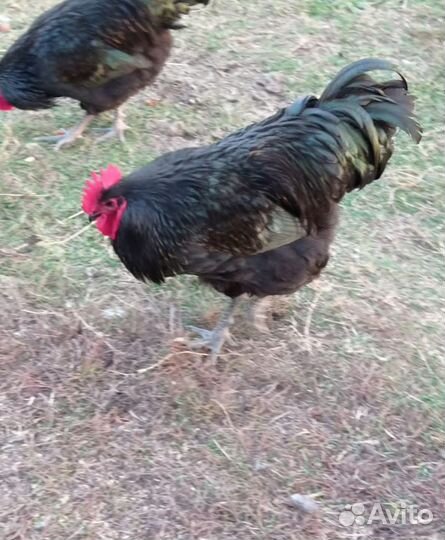 Молодые петухи. Джерсийский гигант 2месяца