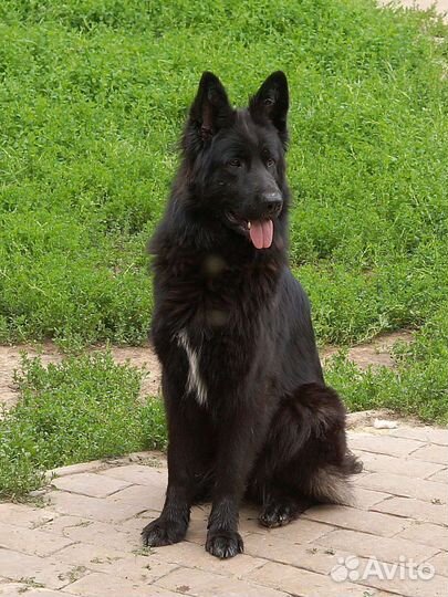 Подрощенная девочка немецкая овчарка дш