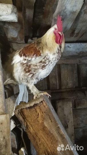 Продаётся петух