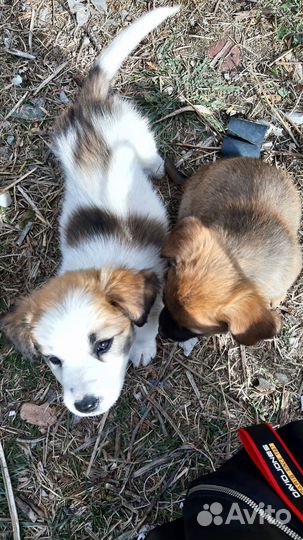 Отдам щенков в добрые руки бесплатно