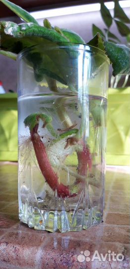 Дифенбахия, глоксиния, кислица