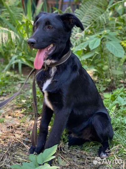 Щенок метис лабрадора