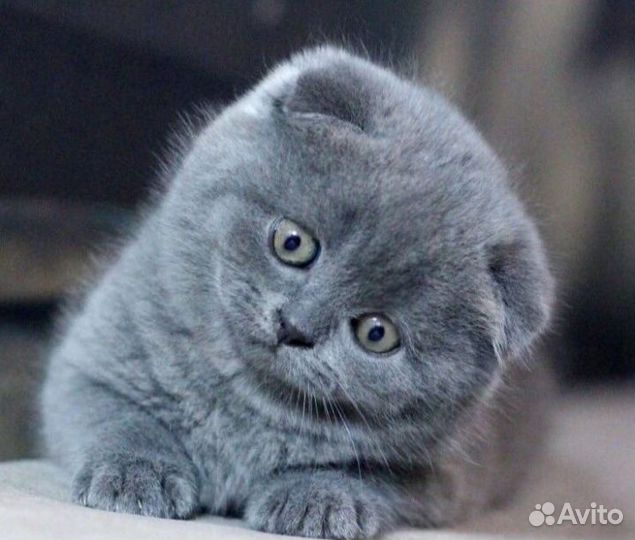 Элитные Шотландские милашки