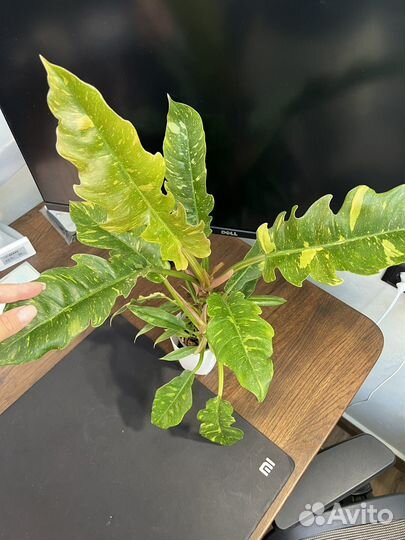 Филодендроны