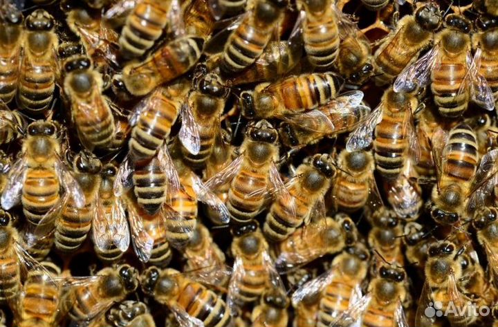 Пчелопакеты бакфаст