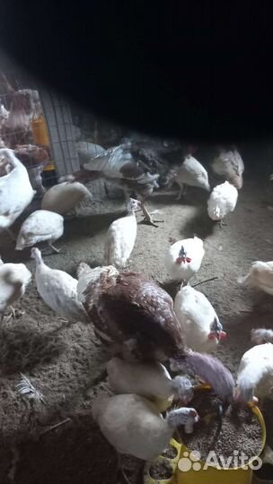 Инкубационное яйцо цесарки