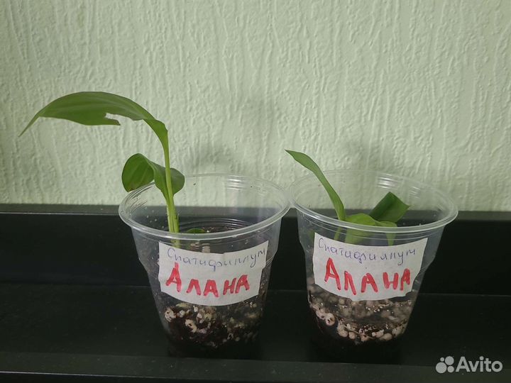 Спатифиллум Шопен, Чопин, Алана