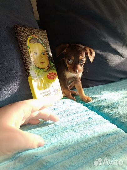 Сладенькая девочка