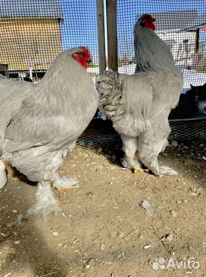 Инкубационное яйцо породистых кур и уток