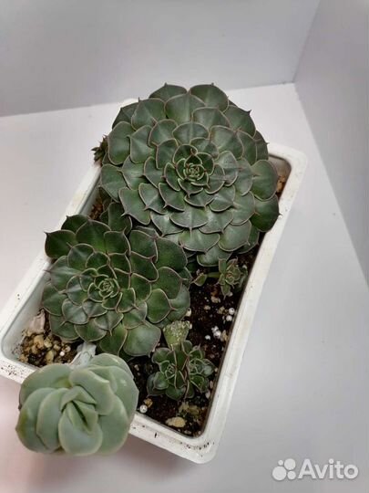 Граптопеталум Беллум, суккулент