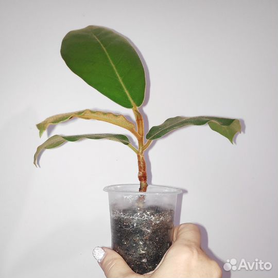 Фикус Велютина