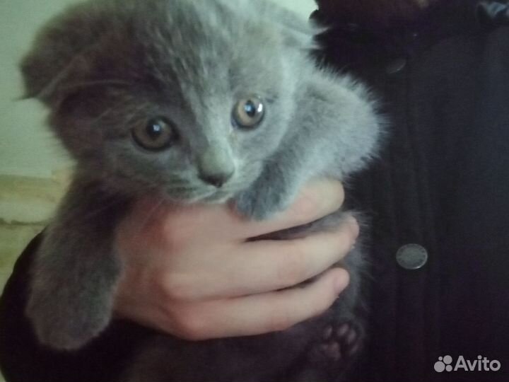 Вислоухие котята