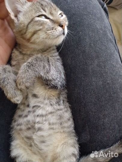 Котенок