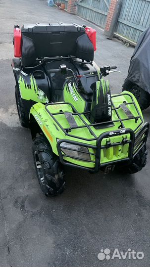 Arctic cat