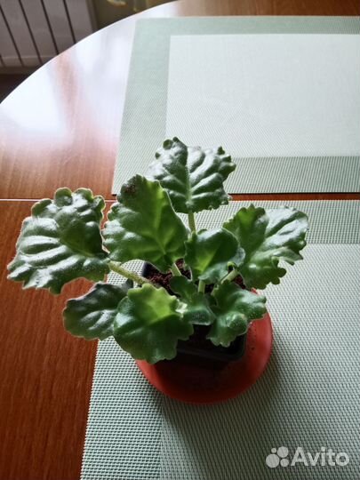 Сортовые фиалки