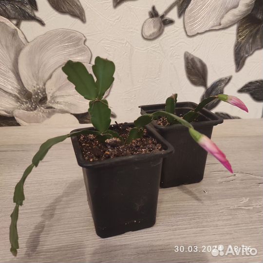 Комнатные растения