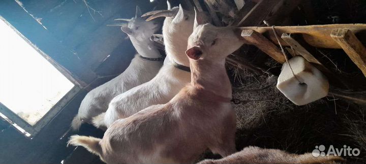 Зааненские Козы и Козлы и 2 бычка(по 5 месяцев)