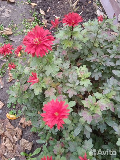 Дубки,бадан