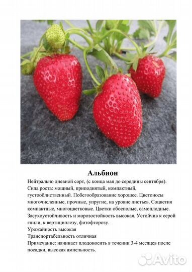 Рассада клубники фриго, азия мурано альбион клери