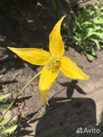 Клематис (княжик)