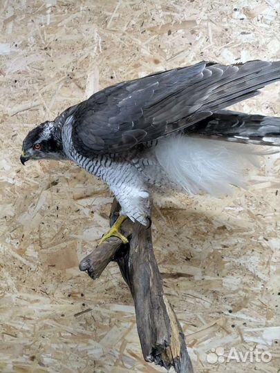 Таксидермия птиц изготовление чучел, трофеев