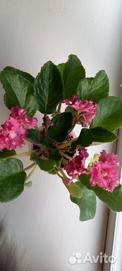 Сортовые фиалки