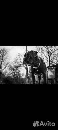 Кане корсо сука