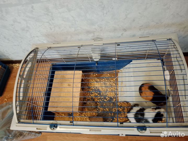 Морские свинки с клеткой