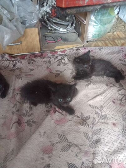 Котята крысыловы