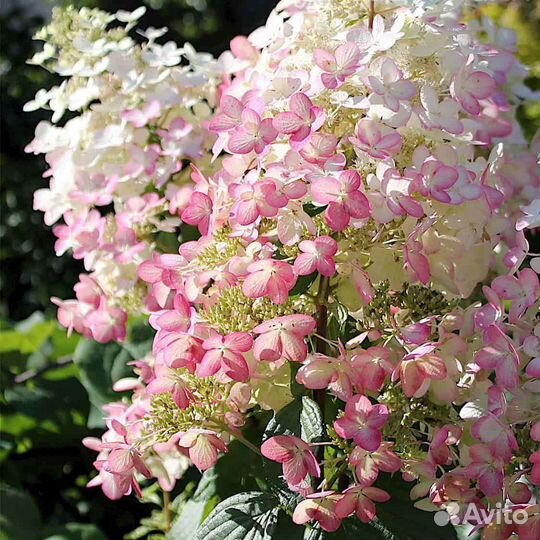 Гортензии метельчатые