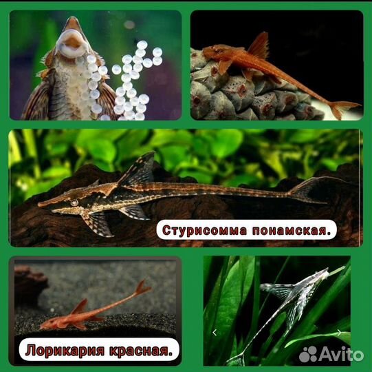 Большой ассортимент в наличии