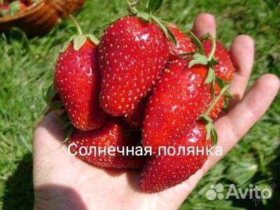 Рассада клубники