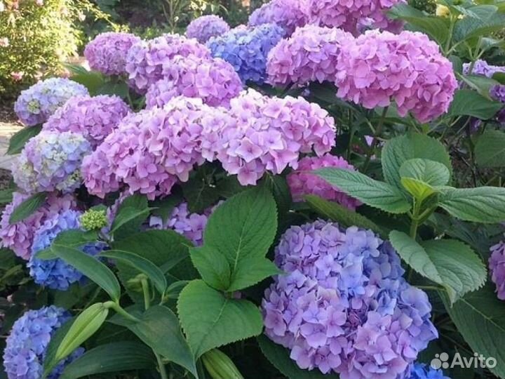 Гортензия 