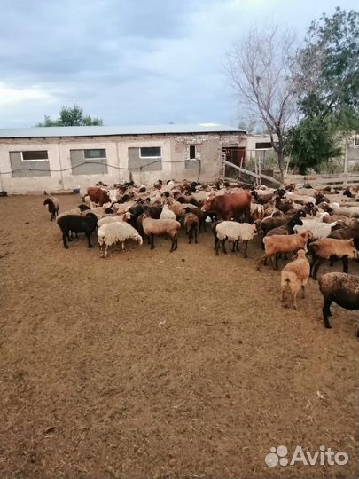 Овцы бараны