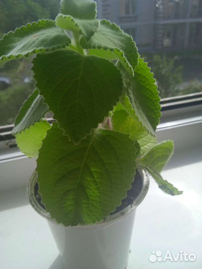 Мята. (Плектрантус)