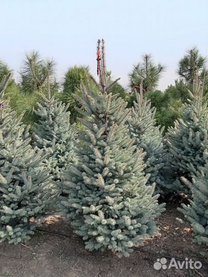 Ель голубая хупси