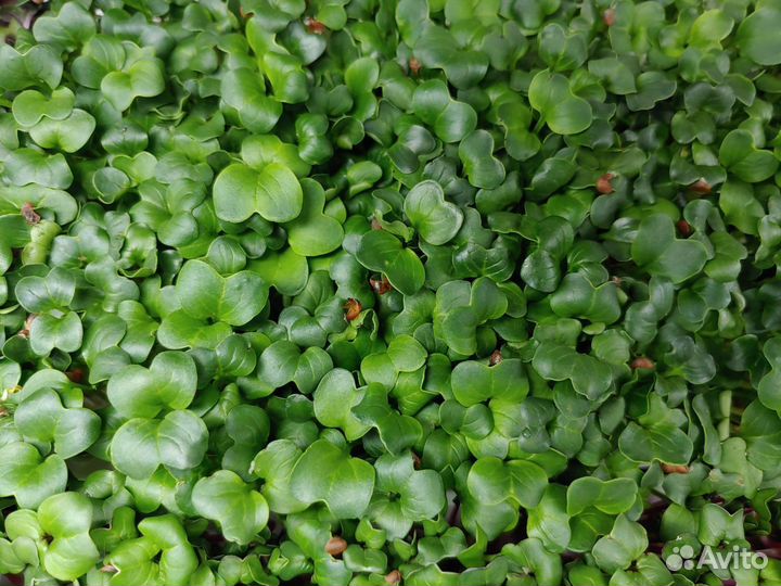 Франшиза от собственника: производство микрозелени