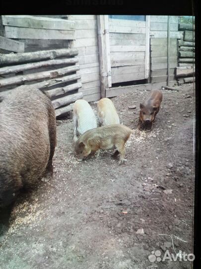 Поросята мангалица